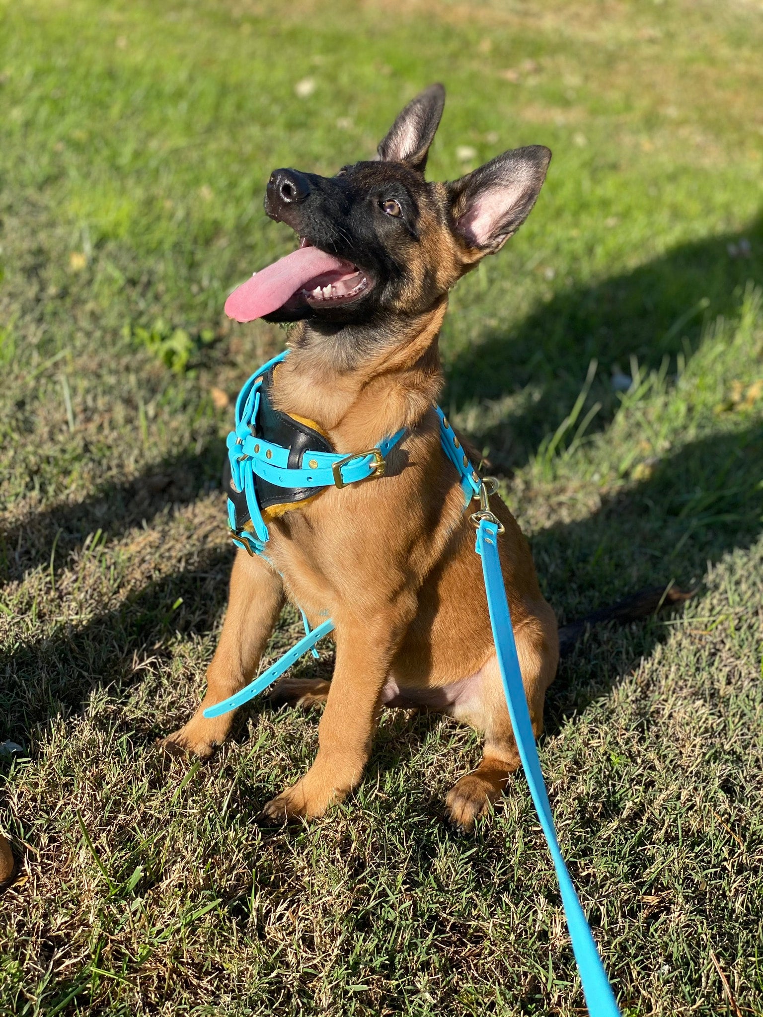 Puppy agitation harness top