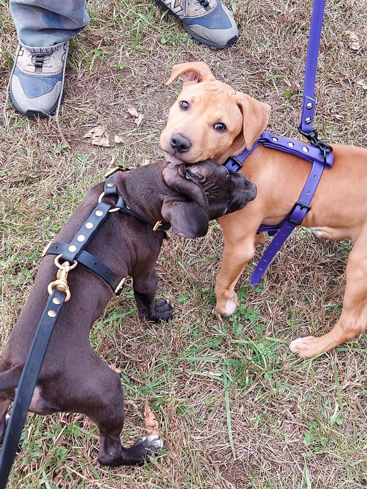Puppy agitation harness deals