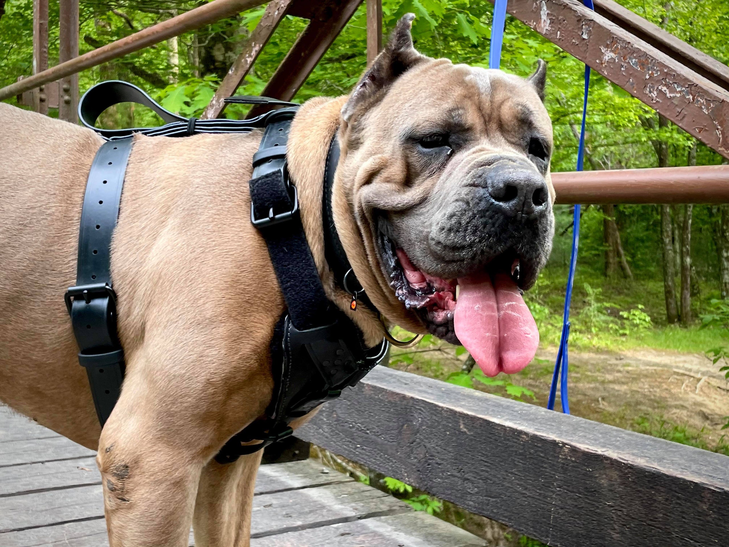 Small Puppy Biothane Agitation Harness Eastern Shore K9 Gear